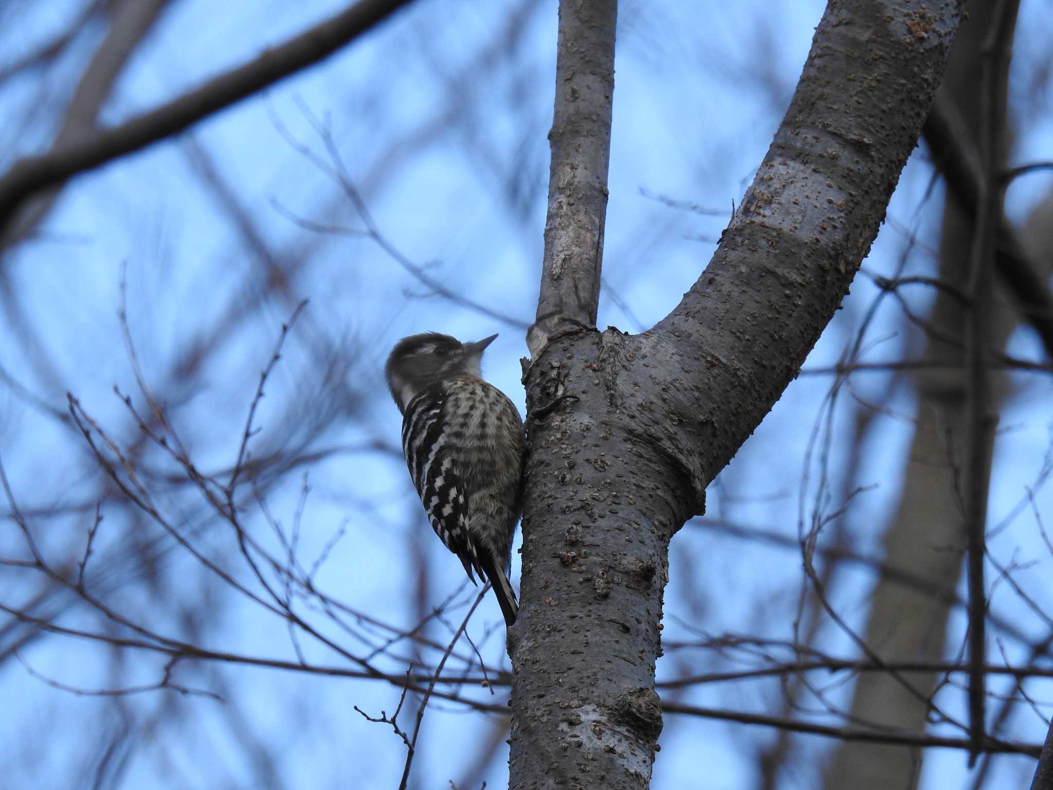 Japanese Pygmy Woodpecker