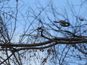 2020年2月10日(月) 吉野川河口の野鳥観察記録