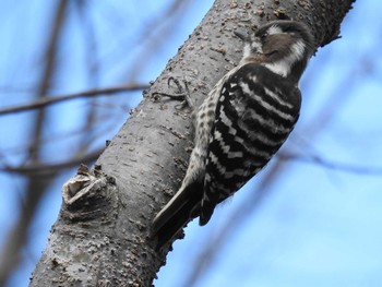 Japanese Pygmy Woodpecker 吉野川河口 Mon, 2/10/2020