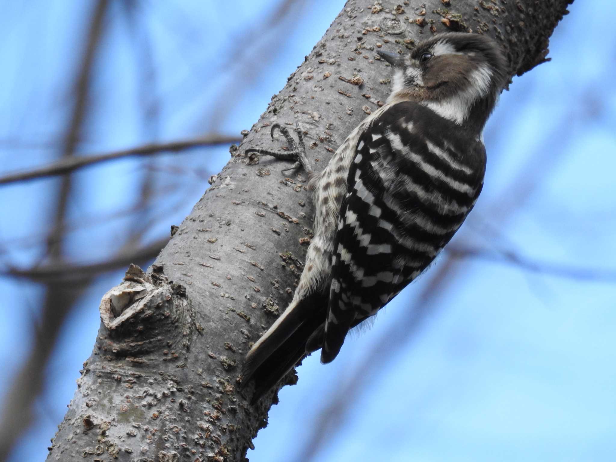 Japanese Pygmy Woodpecker