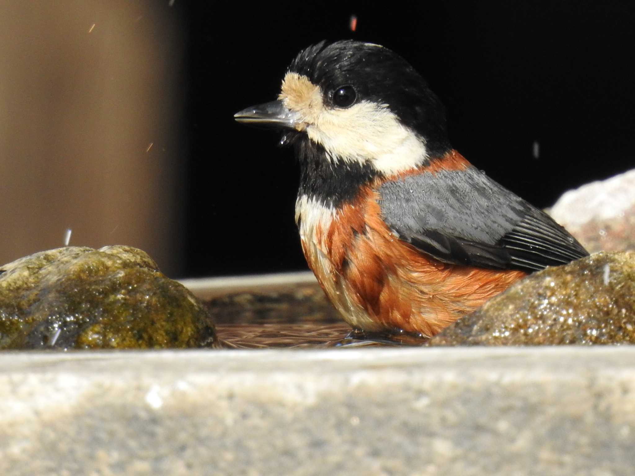 Varied Tit