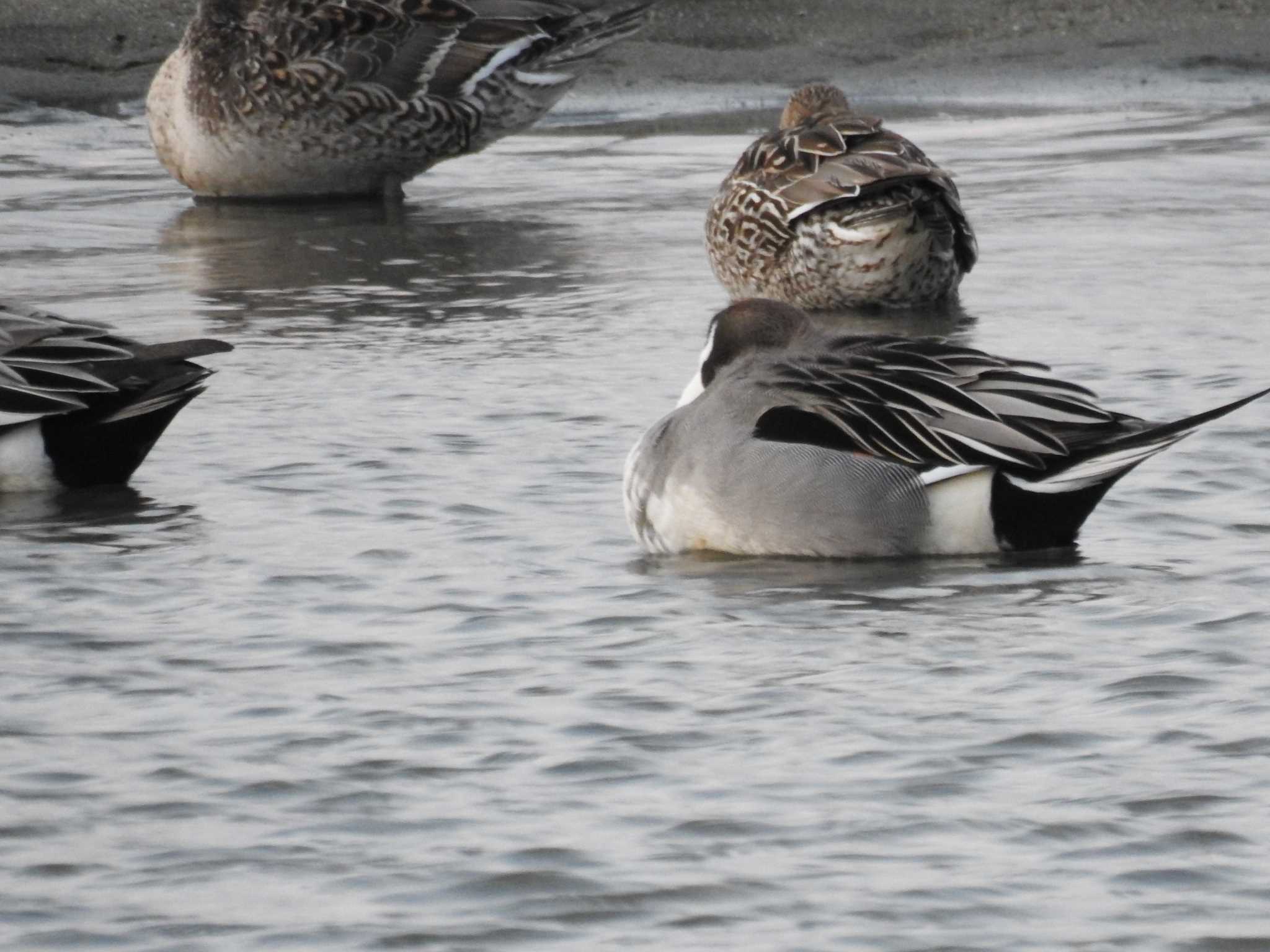 Northern Pintail