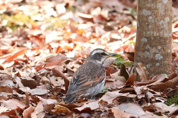 2020年2月8日(土) 三島 楽寿園の野鳥観察記録