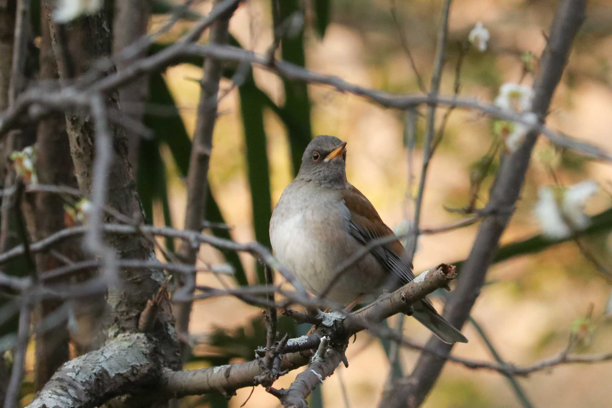 Photo of Pale Thrush at 三島 楽寿園 by Yuka