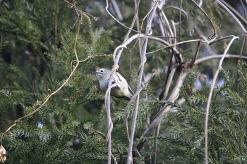 Goldcrest 市民鹿島台いこいの森 Wed, 2/12/2020