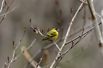 Eurasian Siskin Unknown Spots Wed, 2/12/2020