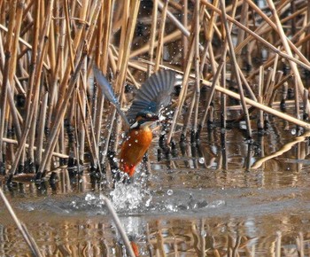 カワセミ 埼玉県川口市 撮影日未設定