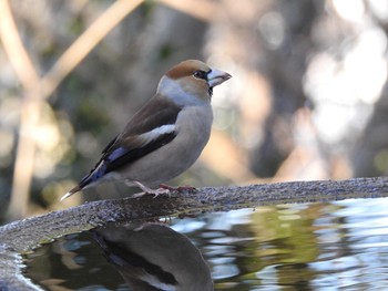 2020年2月11日(火) 弘法山公園の野鳥観察記録