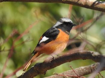 2020年2月11日(火) 神奈川県立自然環境保全センターの野鳥観察記録