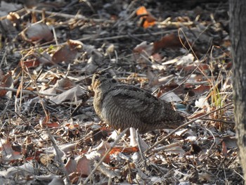 Tue, 2/11/2020 Birding report at Maioka Park