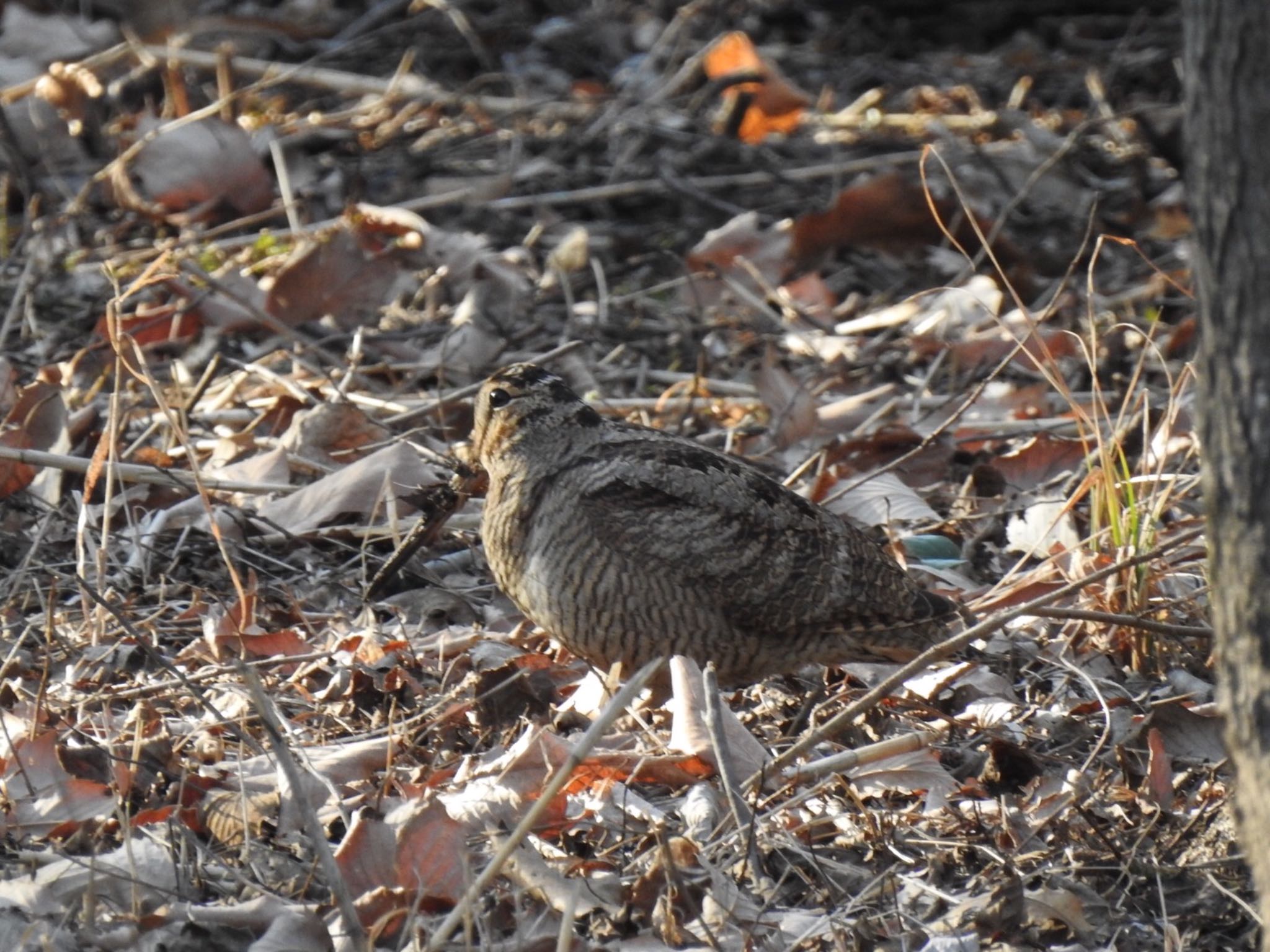 Photo of Eurasian Woodcock at Maioka Park by da