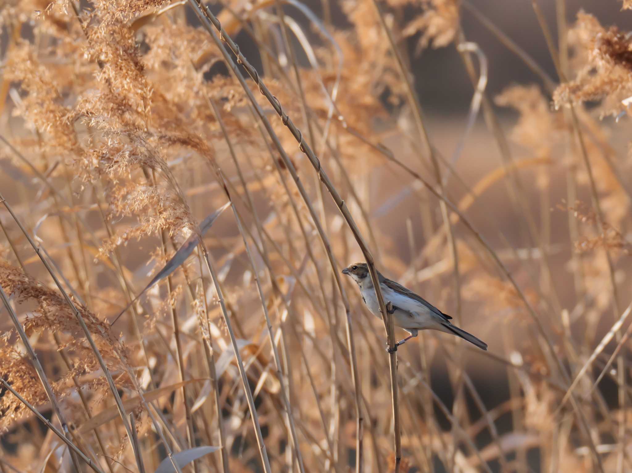 Common Reed Bunting