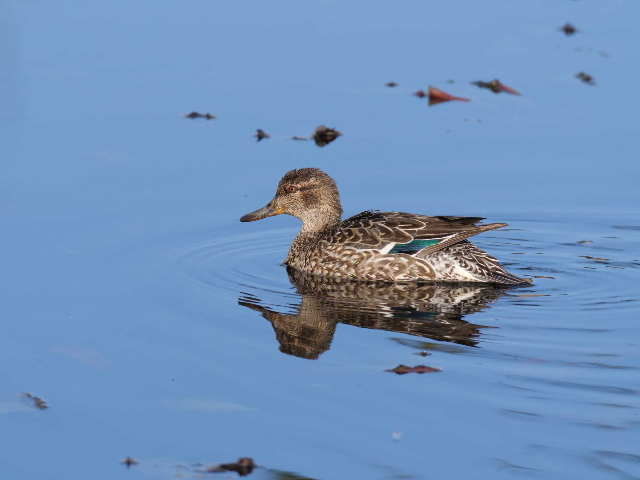 Photo of Eurasian Teal at 兵庫県稲美町 by 禽好き