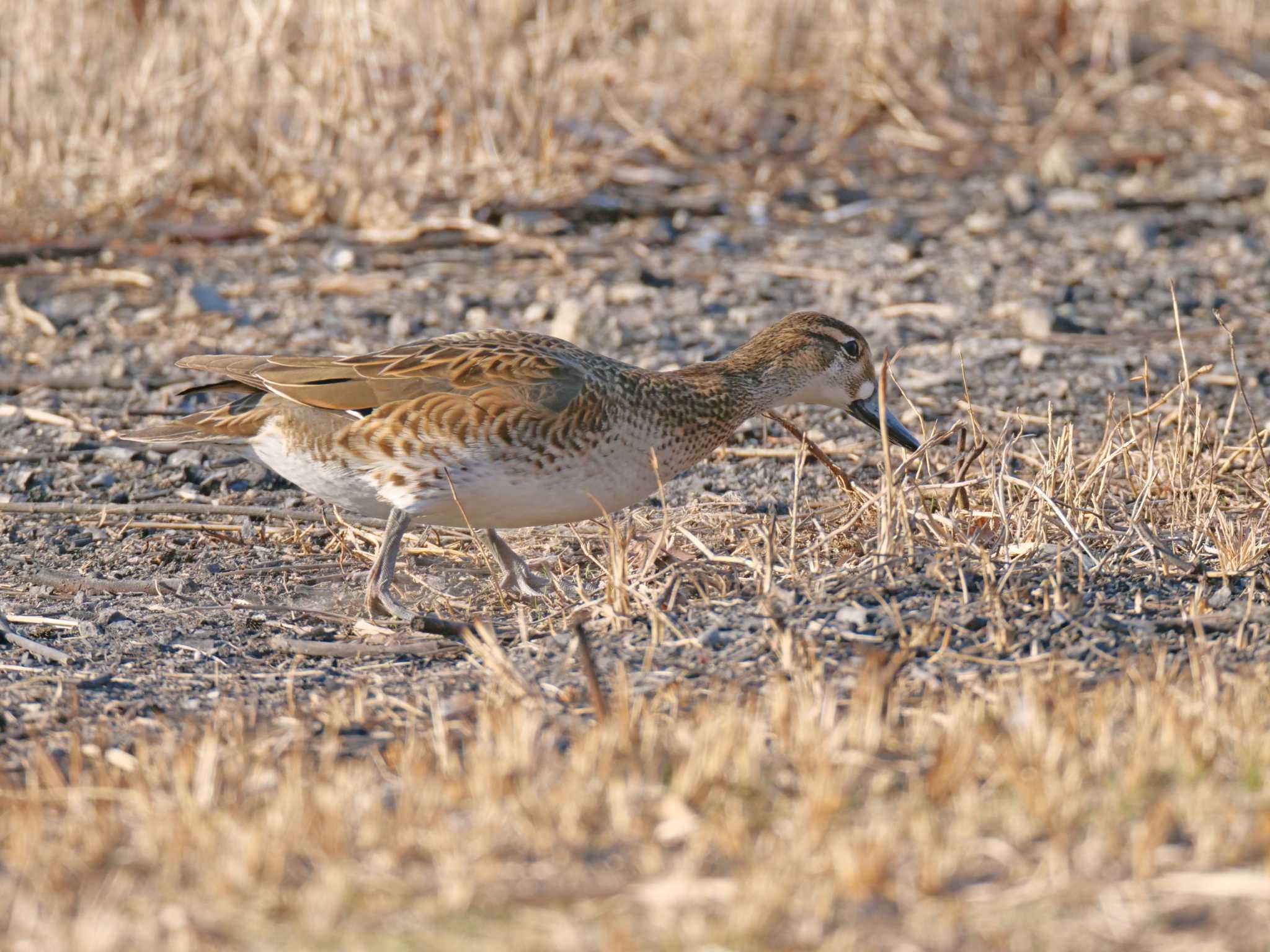 Photo of Baikal Teal at 兵庫県稲美町 by 禽好き