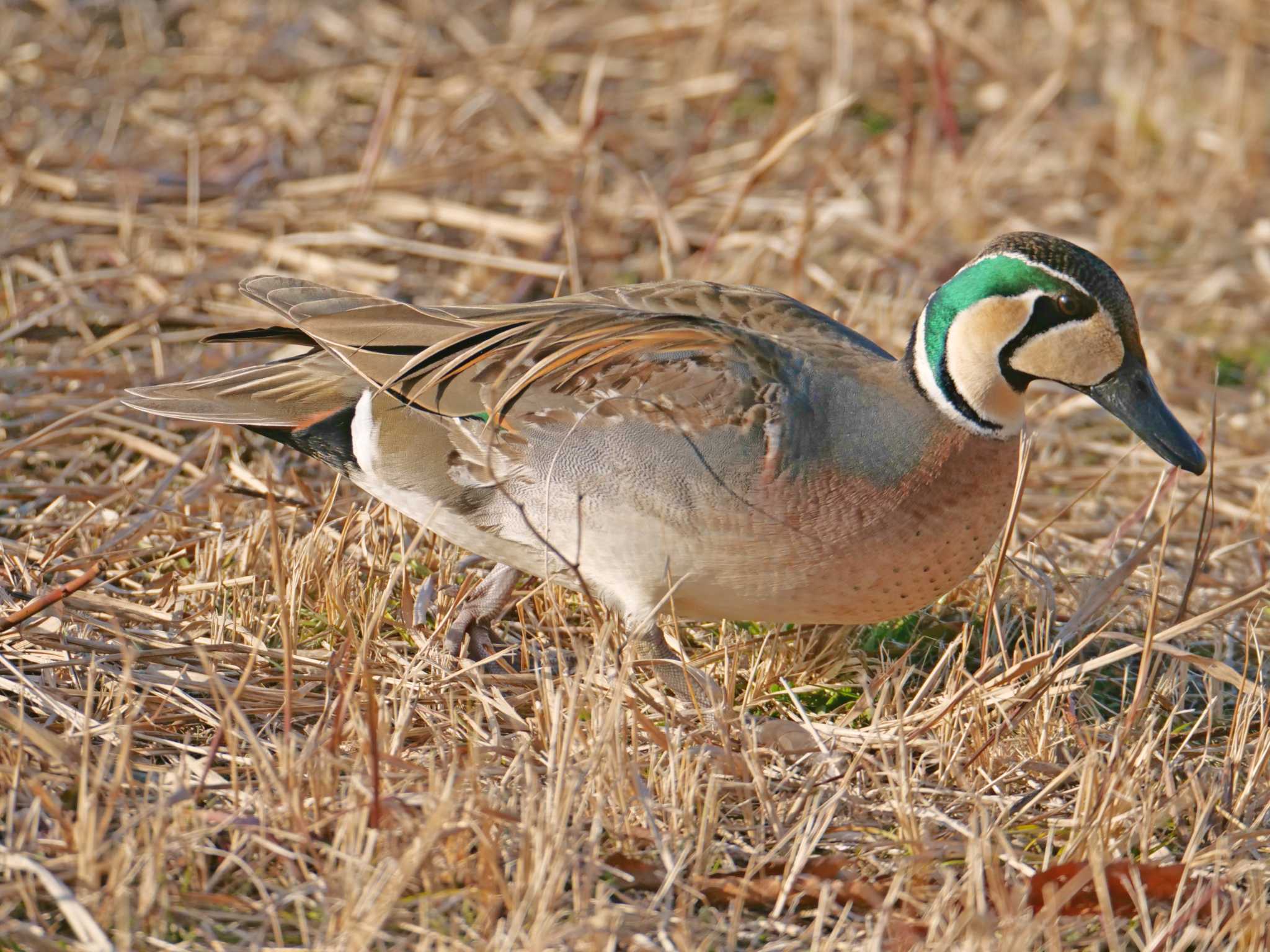 Baikal Teal