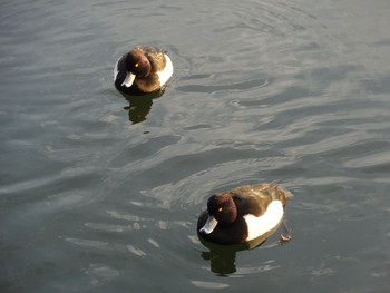 Tufted Duck Unknown Spots Unknown Date