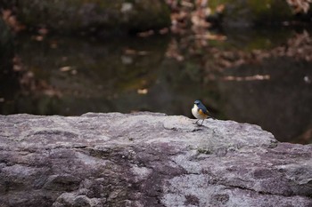 ルリビタキ 茂呂野鳥の森 2020年1月18日(土)