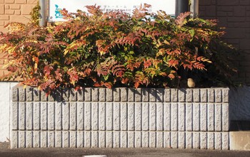 Daurian Redstart 栃木県小山市 Sun, 1/5/2020