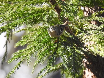 Goldcrest ジャパンスネークセンター Mon, 2/10/2020