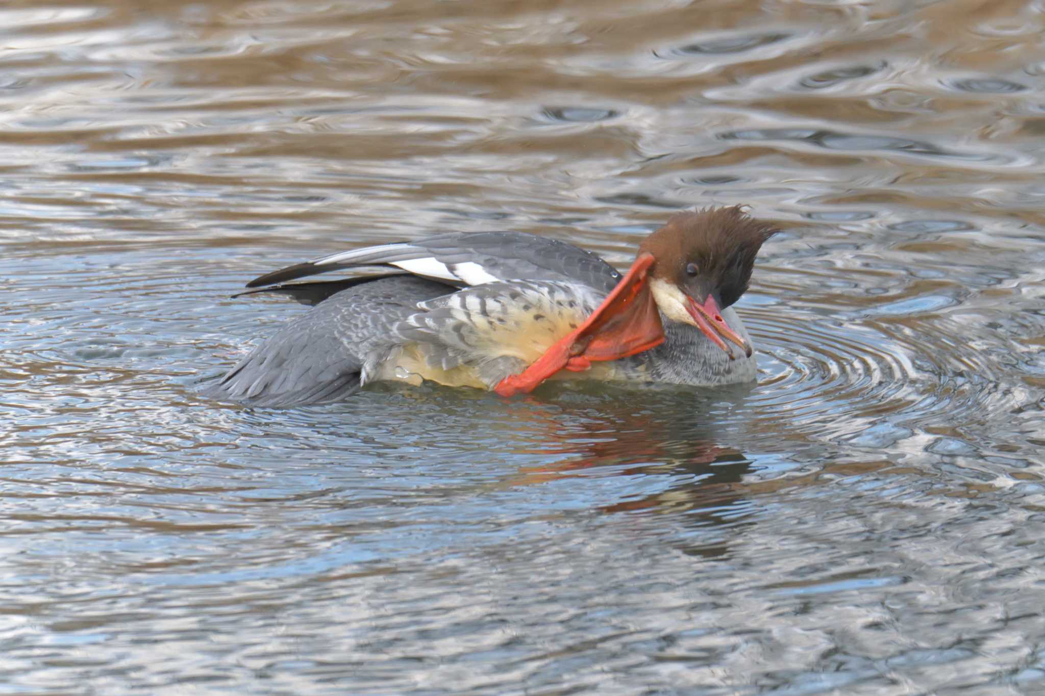 Photo of Common Merganser at 京都賀茂川 by masatsubo