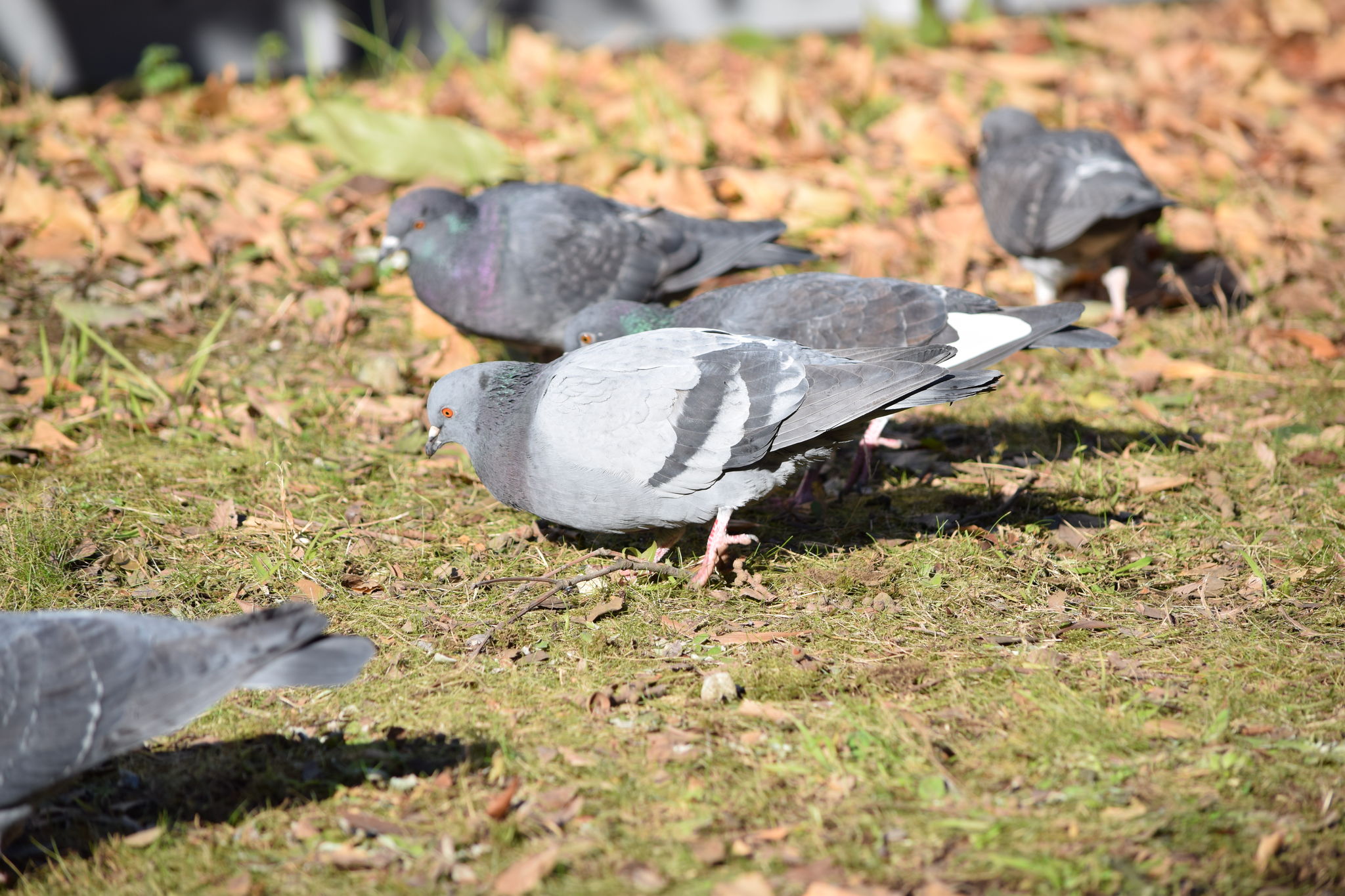 Photo of Rock Dove at Ueno Park by Trio