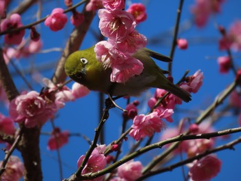 メジロ 箱根 2020年2月12日(水)