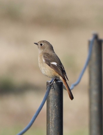 Daurian Redstart Kasai Rinkai Park Wed, 2/12/2020