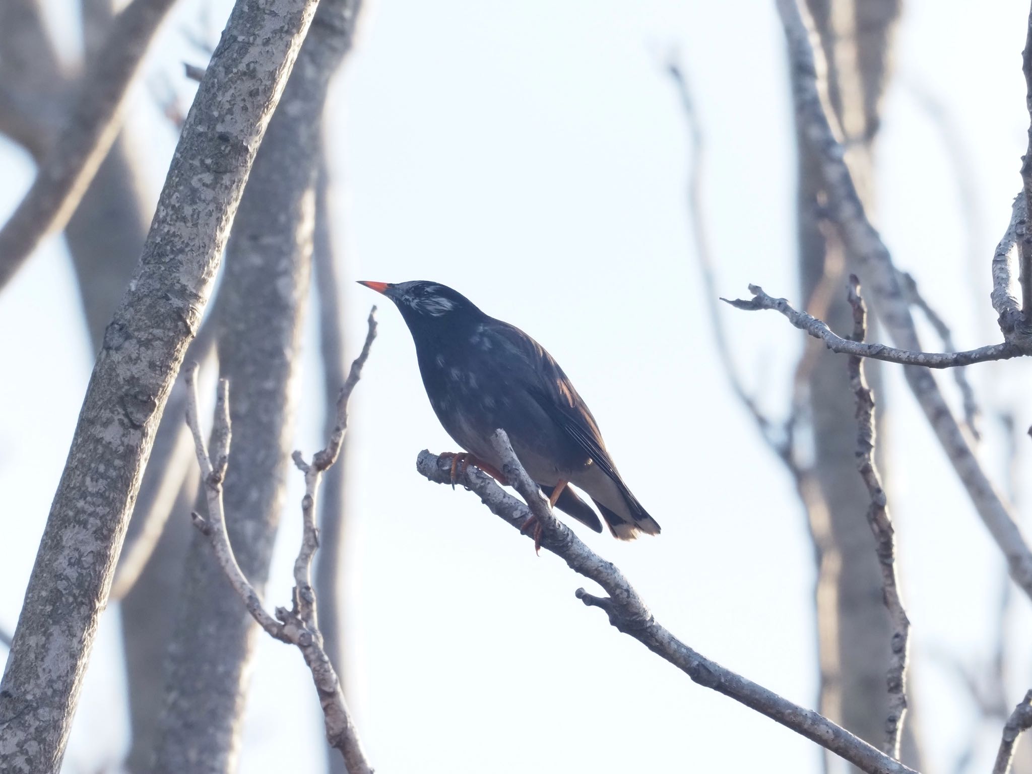 Photo of White-cheeked Starling at Kasai Rinkai Park by okamooo