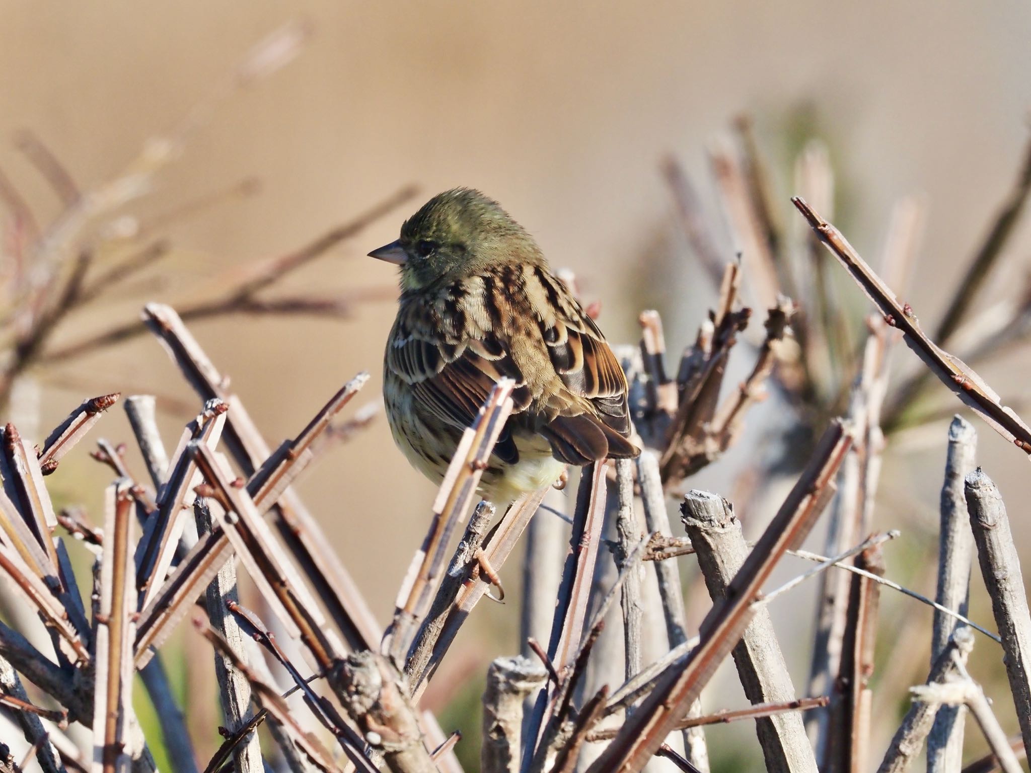 Photo of Masked Bunting at Kasai Rinkai Park by okamooo