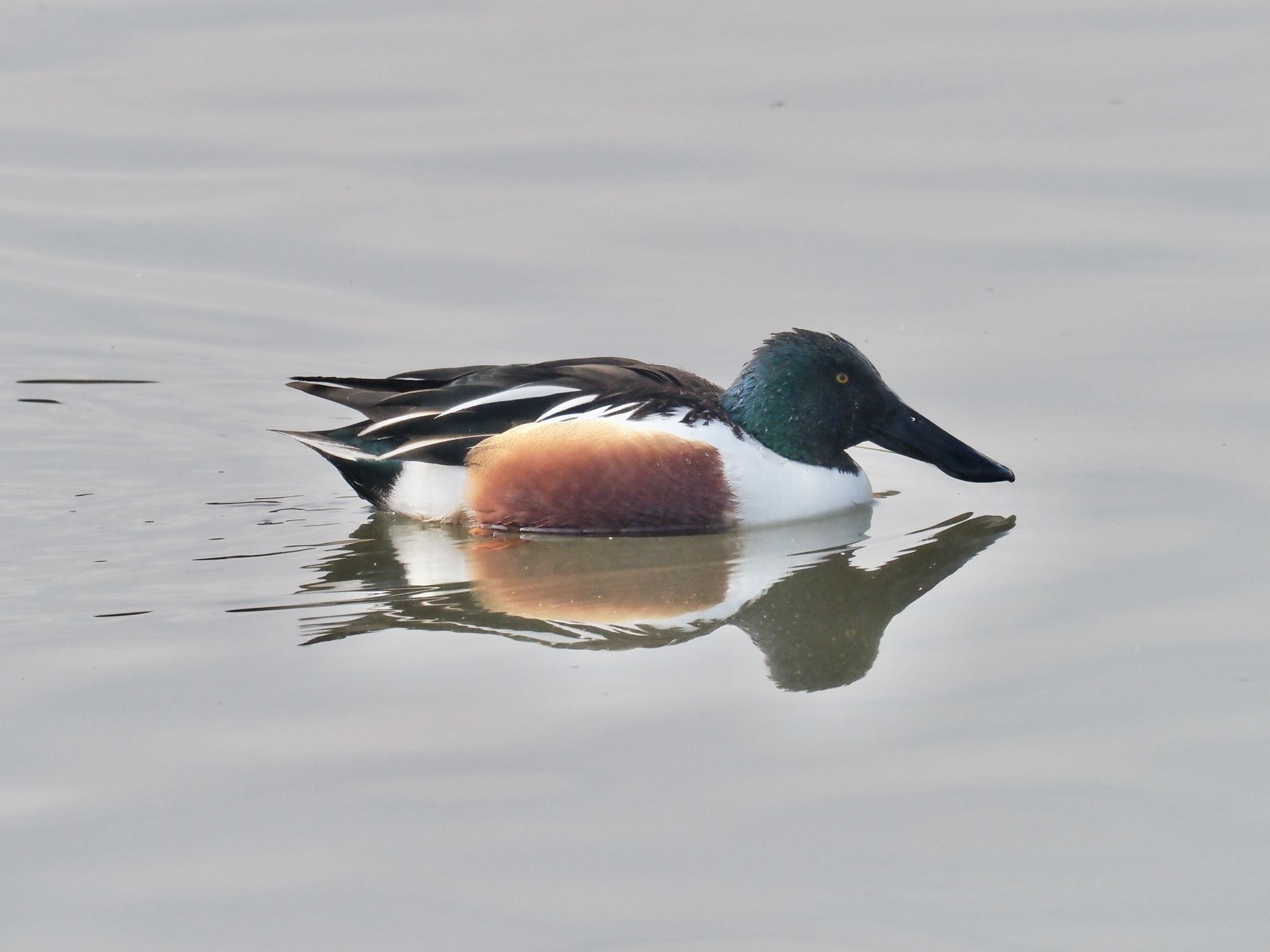 Photo of Northern Shoveler at Kasai Rinkai Park by okamooo