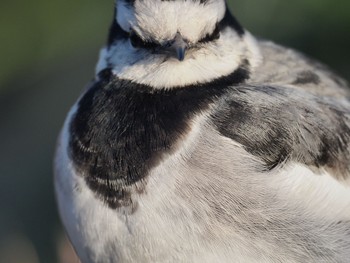 White Wagtail Kasai Rinkai Park Wed, 2/12/2020