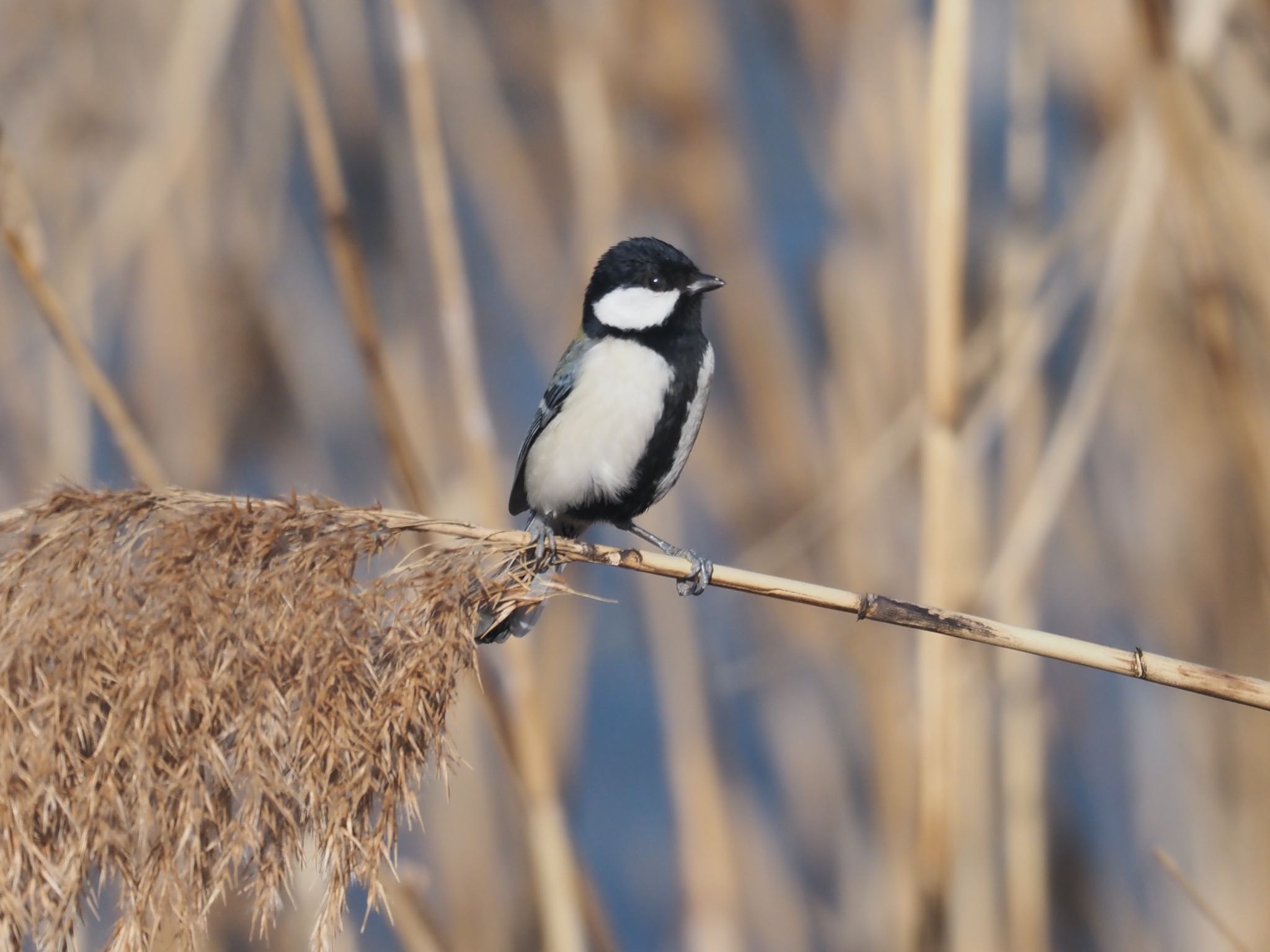 Photo of Japanese Tit at Kasai Rinkai Park by okamooo