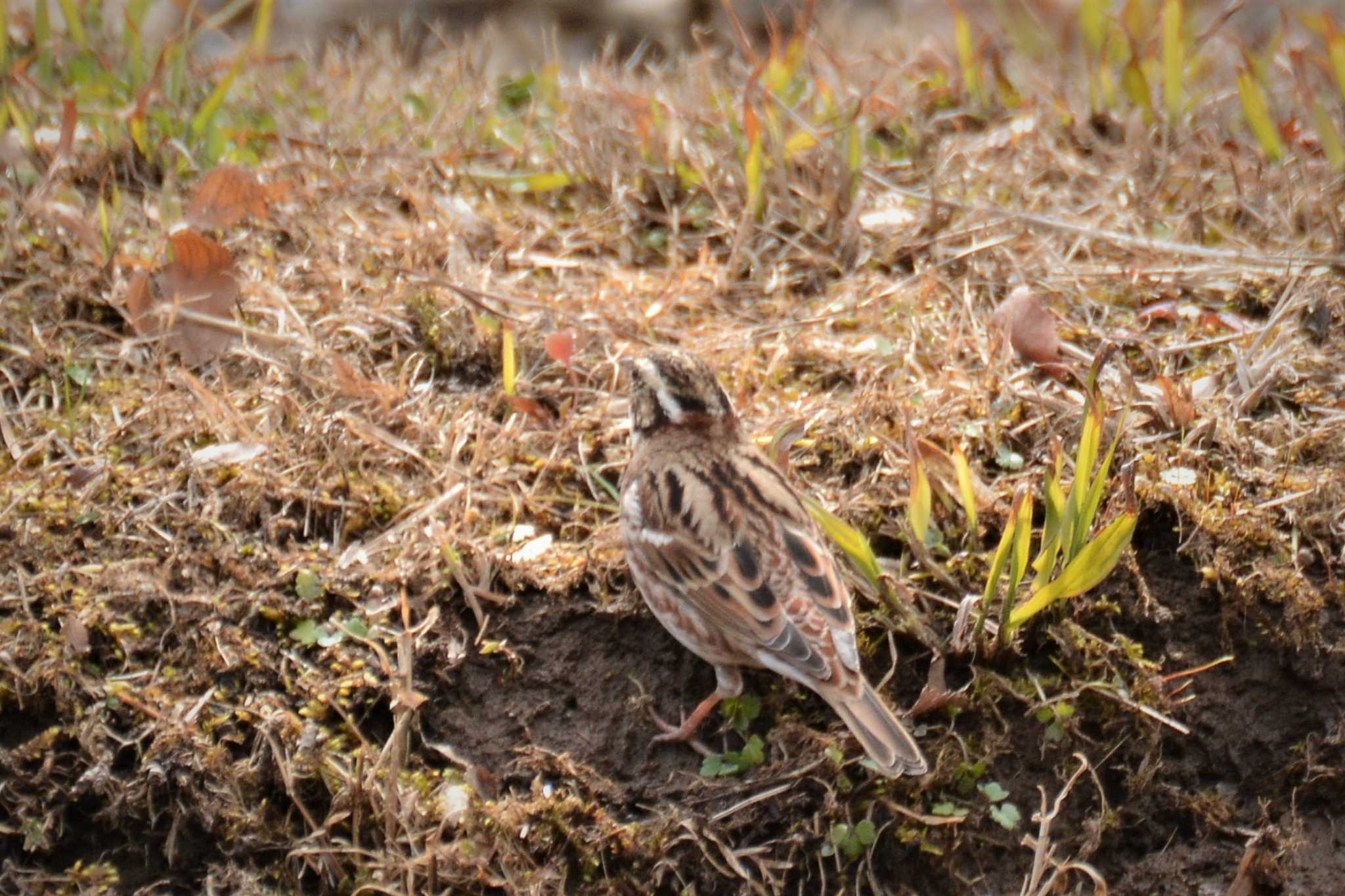 Rustic Bunting