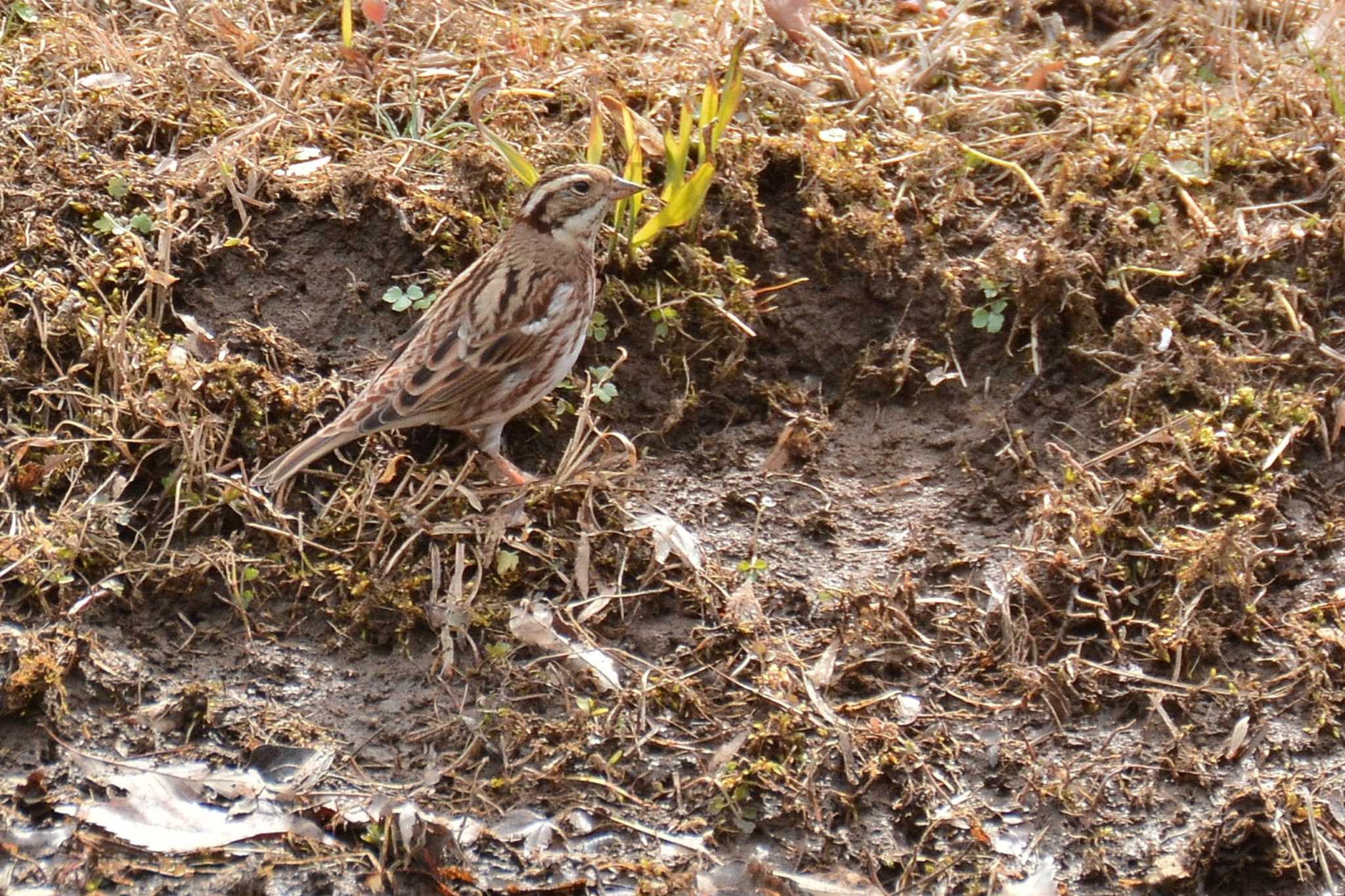 Rustic Bunting