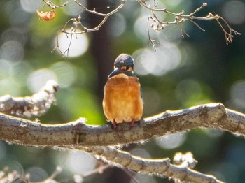 2020年2月11日(火) 新宿御苑の野鳥観察記録