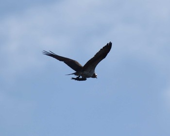 Osprey 山田池公園 Wed, 2/12/2020