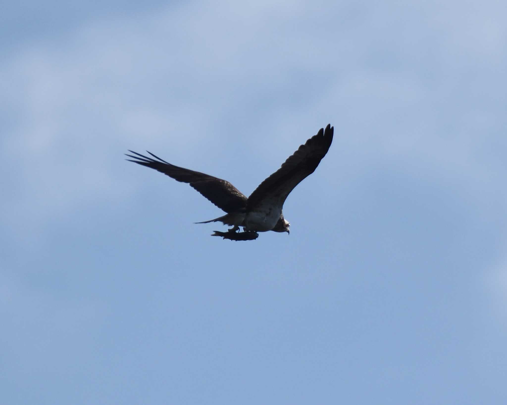 Photo of Osprey at 山田池公園 by ししまる