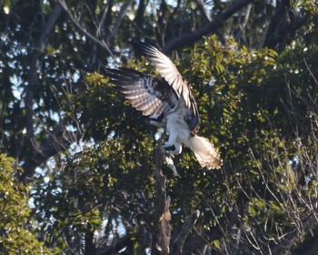 Osprey 山田池公園 Wed, 2/12/2020