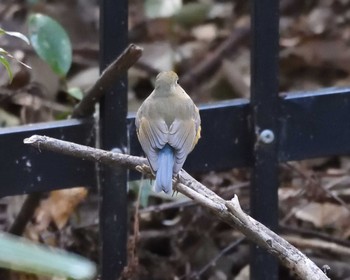 Red-flanked Bluetail 山田池公園 Wed, 2/12/2020