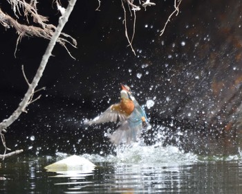 Common Kingfisher 山田池公園 Wed, 2/12/2020