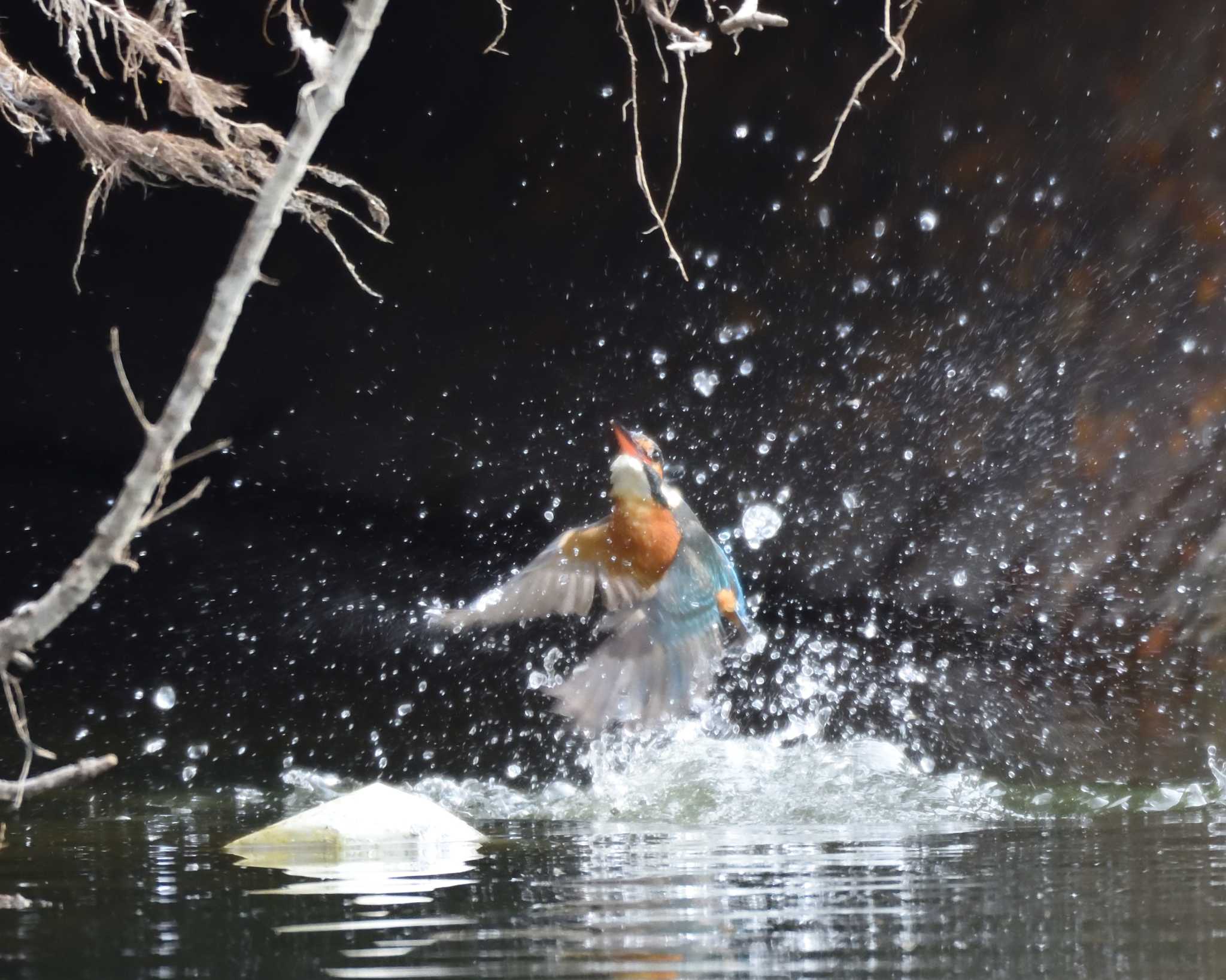 Photo of Common Kingfisher at 山田池公園 by ししまる