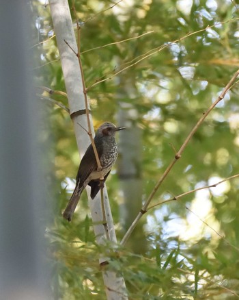 Brown-eared Bulbul 山田池公園 Wed, 2/12/2020