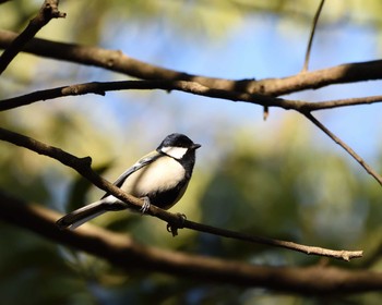 シジュウカラ 山田池公園 2020年2月12日(水)