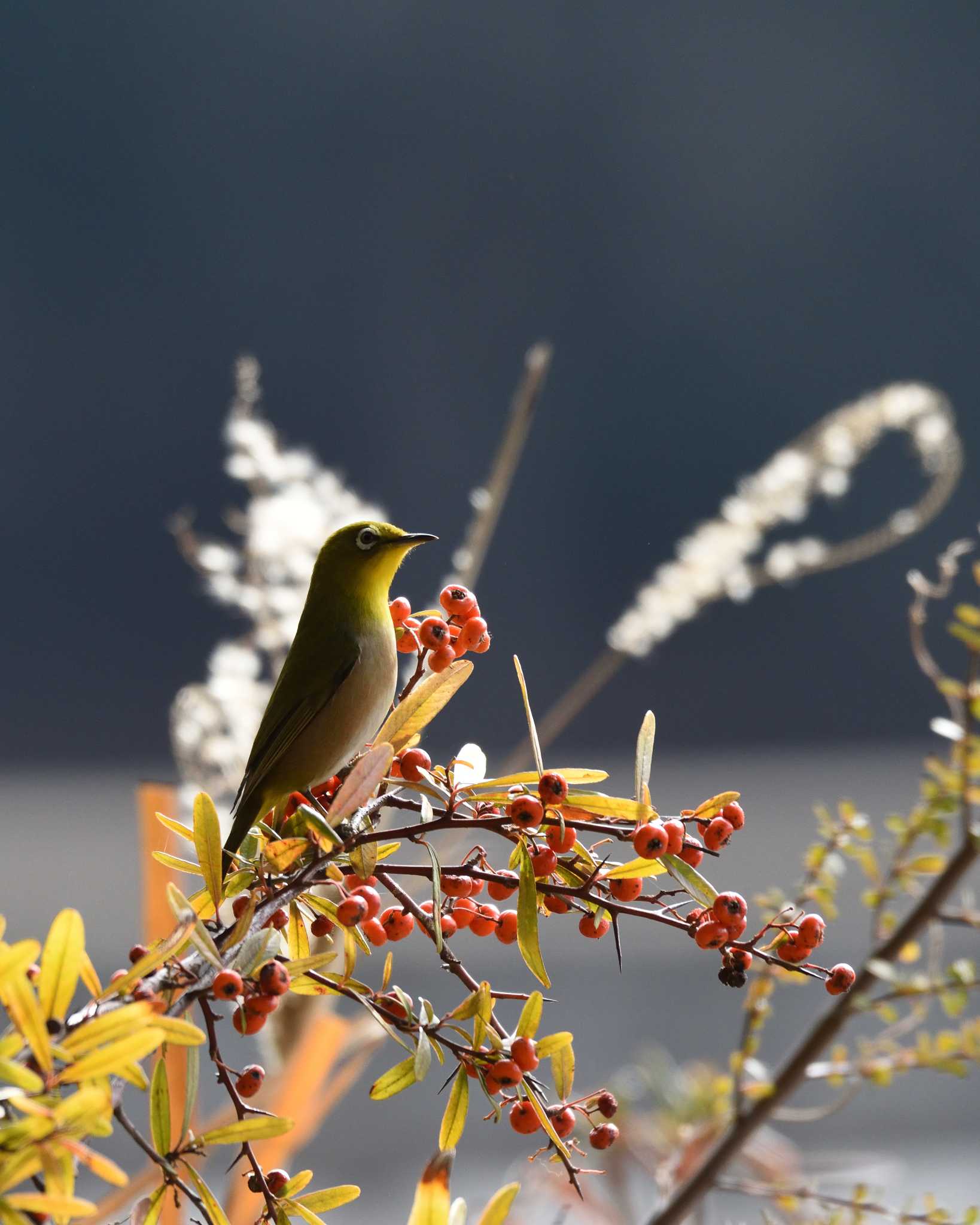 Warbling White-eye