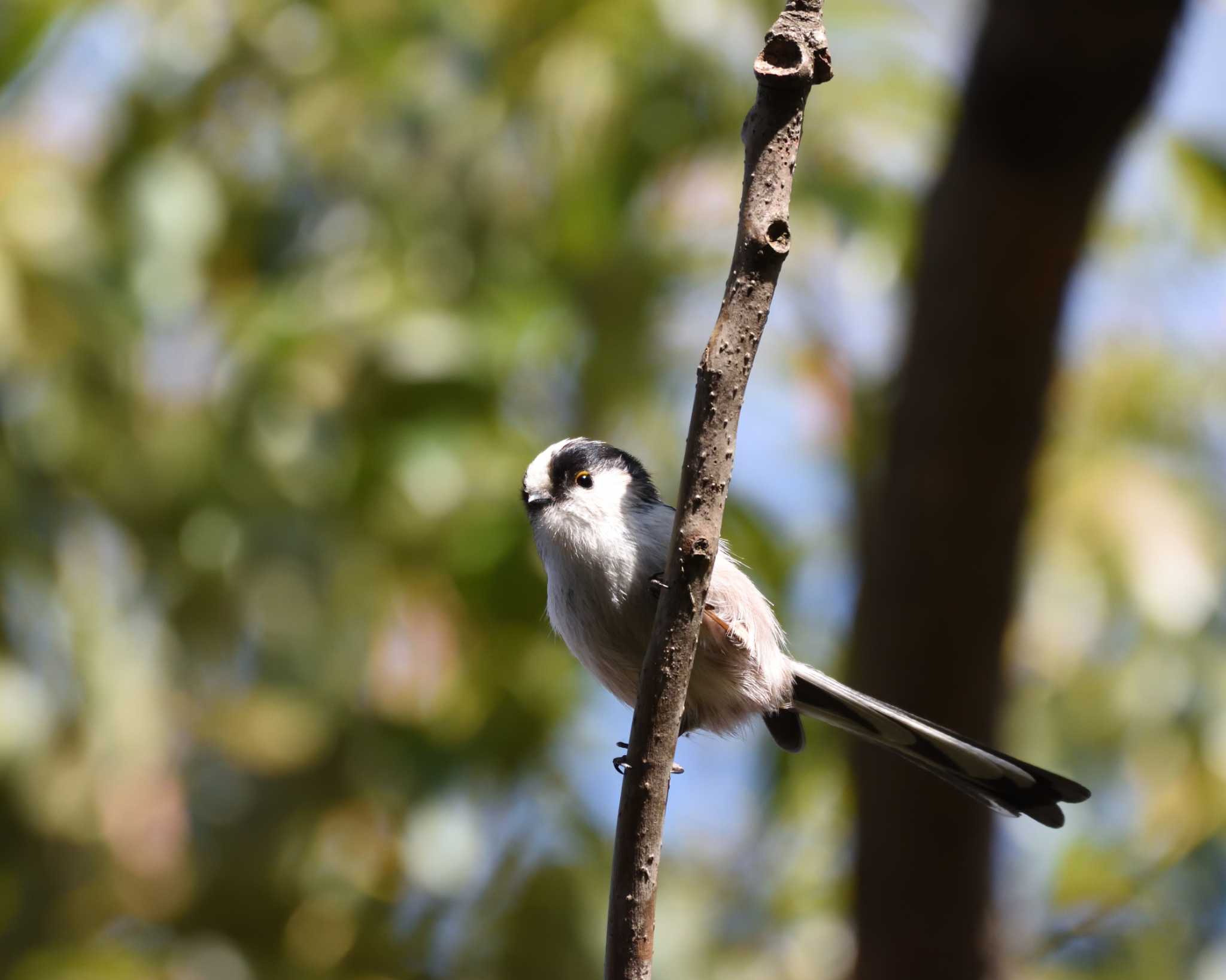 Long-tailed Tit