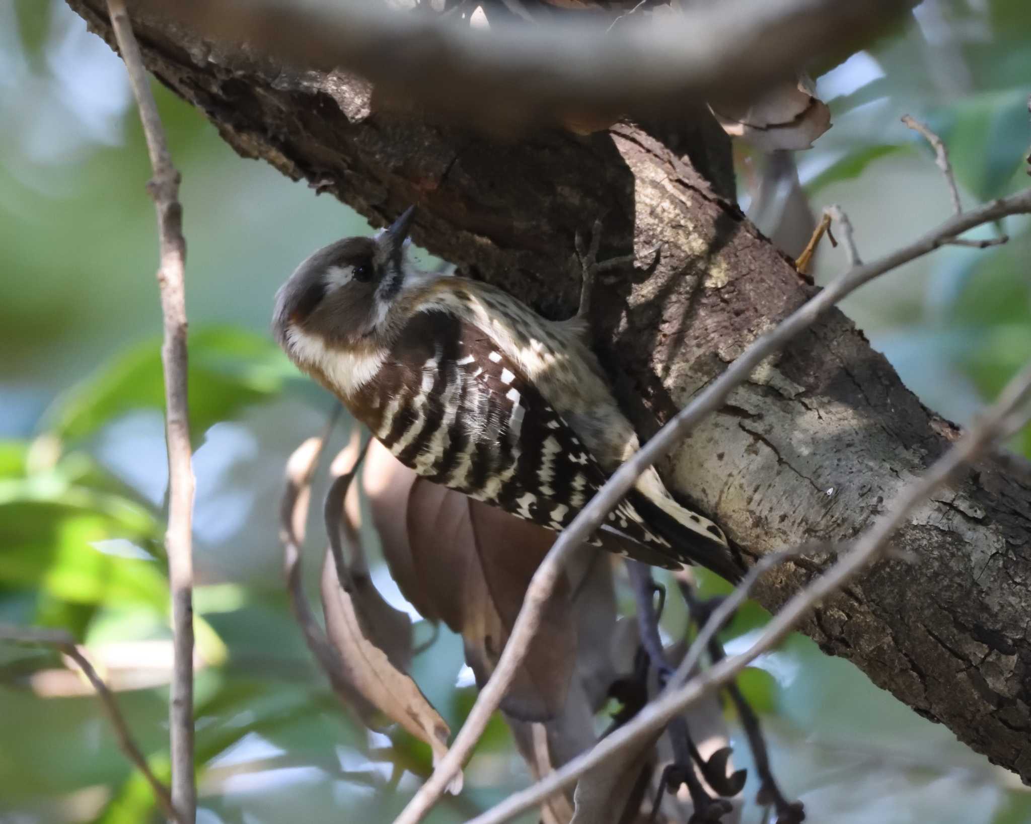 Japanese Pygmy Woodpecker