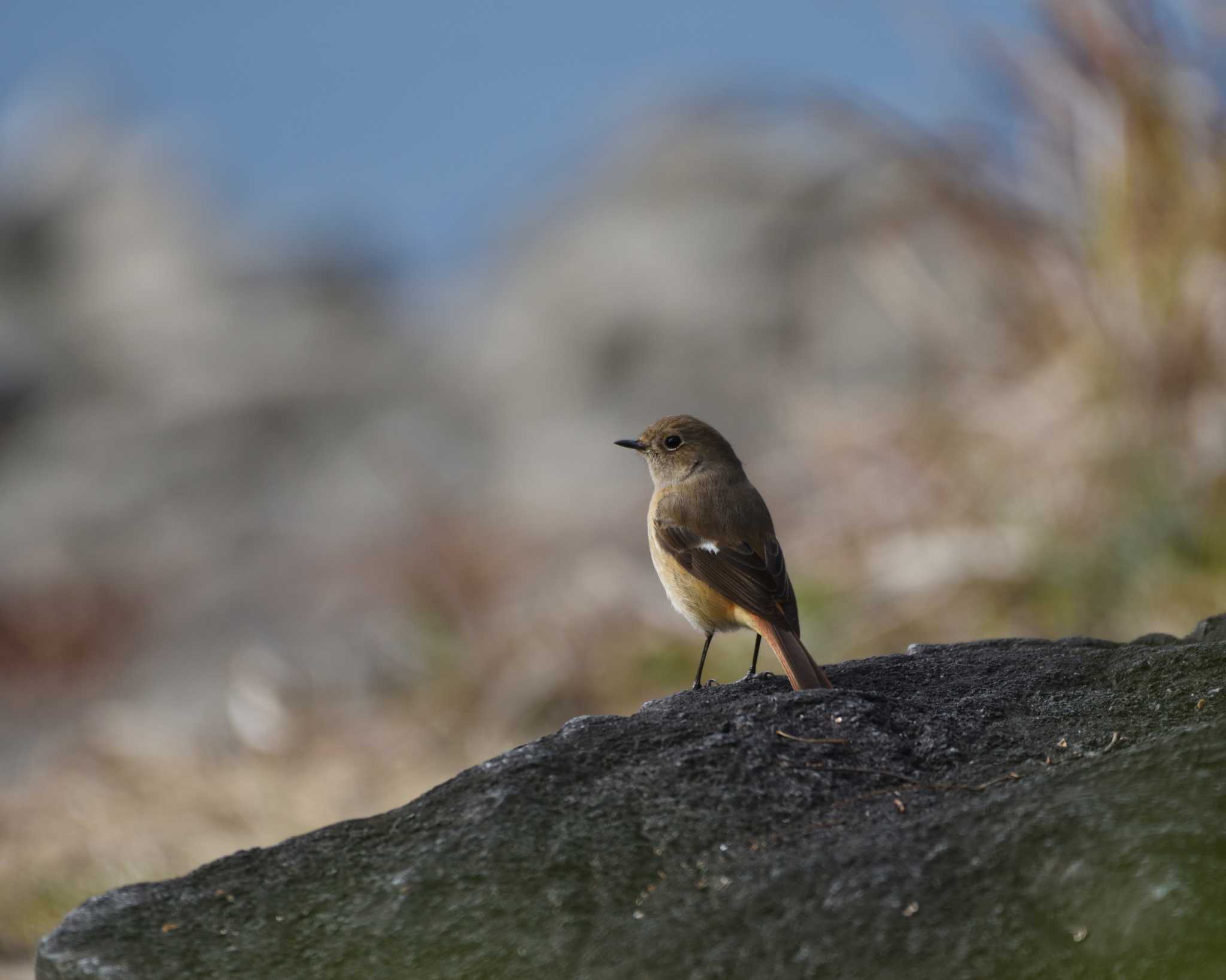 Photo of Daurian Redstart at 山田池公園 by ししまる