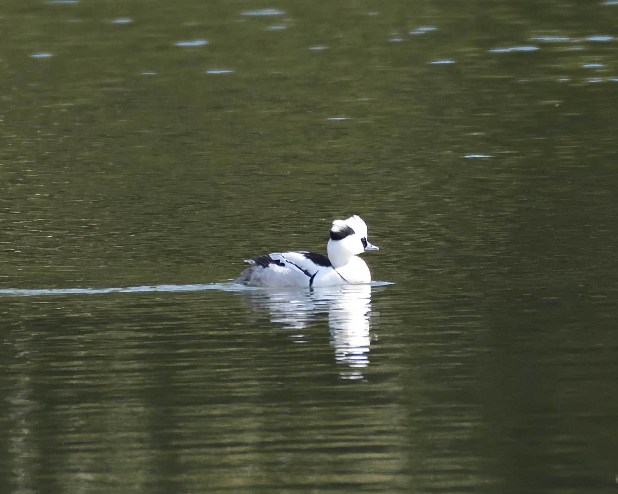 Photo of Smew at 山田池公園 by ししまる