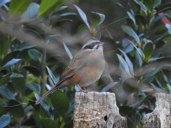 2020年2月8日(土) 小松中央公園　愛媛県の野鳥観察記録