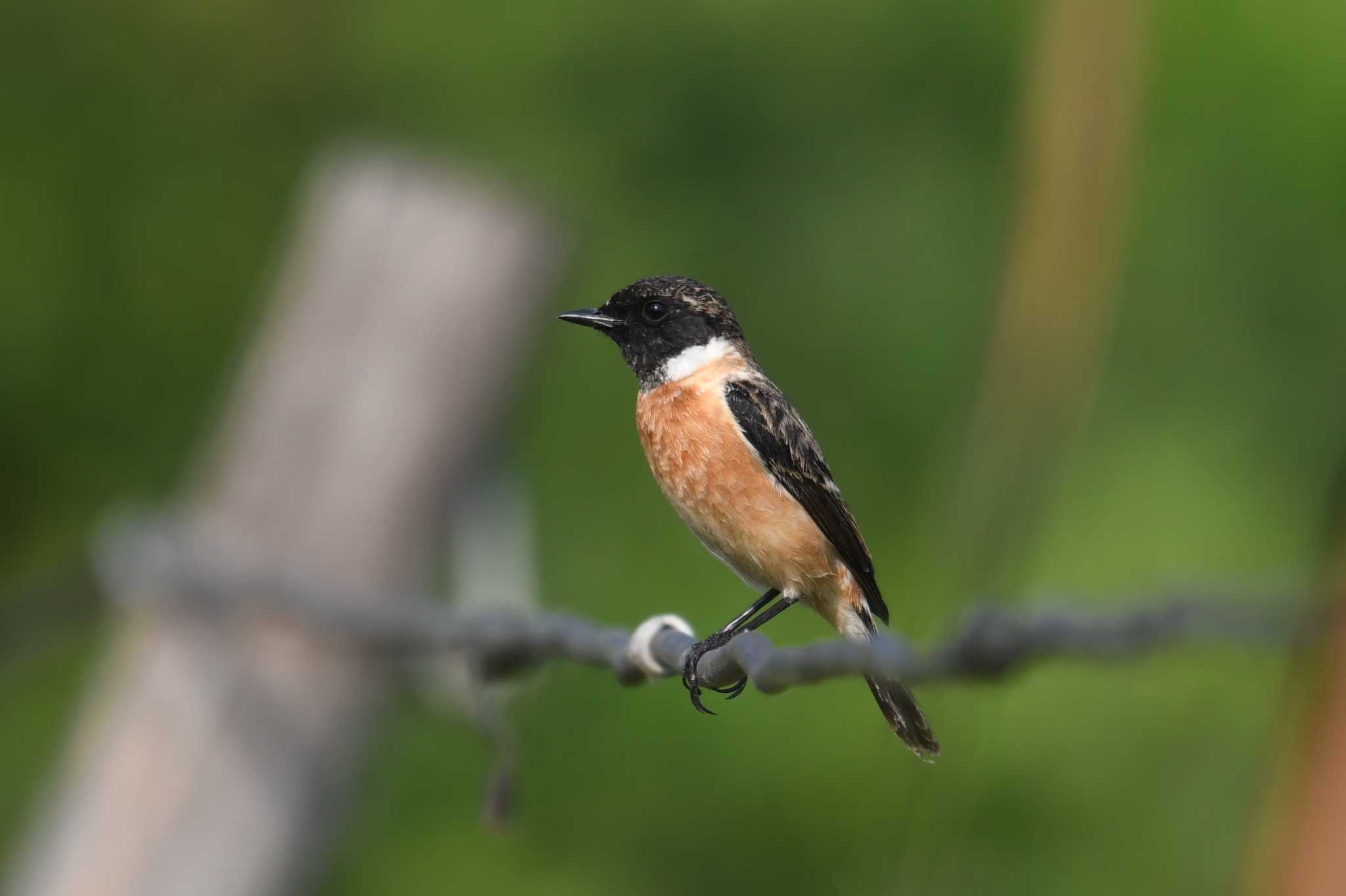 Amur Stonechat